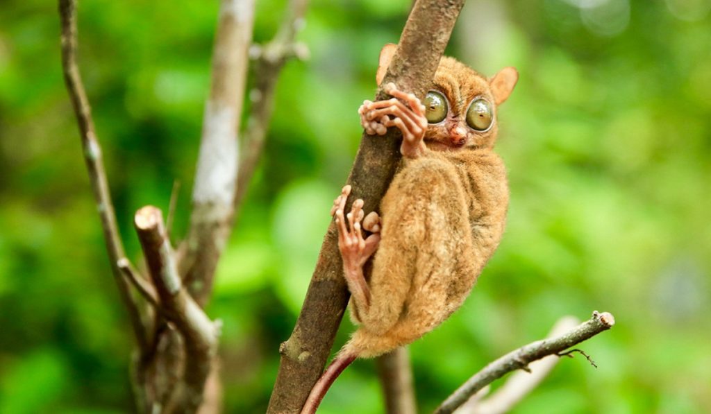 flora fauna khas bangka belitung